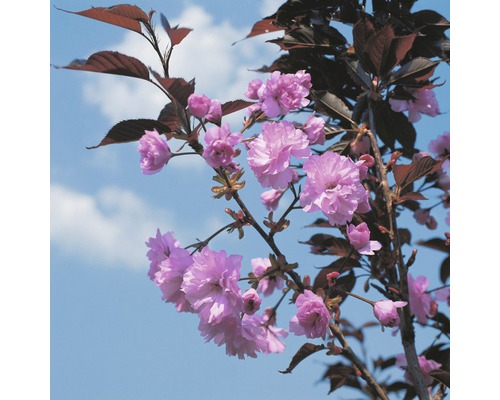 Sakura japonská FloraSelf Prunus serrulata 'Royal Burgundy' výška 125-150 cm kvetináč 18 l