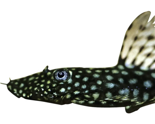 Prísavník obyčajný v detaile