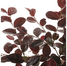 Vilín čínský na kmienku FloraSelf Loropetalum chinense 'Fire Dance' výška kmeňa 50 cm kvetináč 3 l