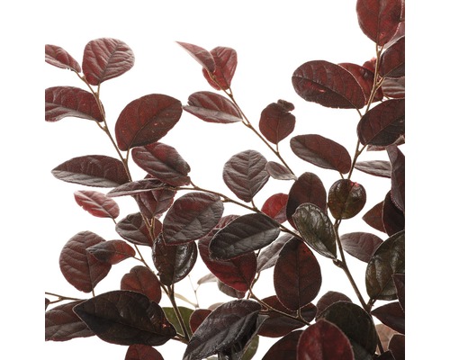 Stálezelený trpasličí ker s tmavým olistením