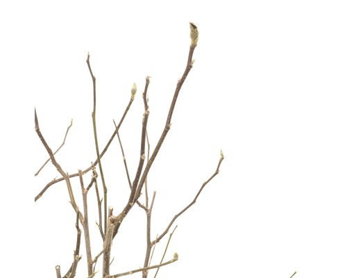 Detailný záber výhonkov rastliny na jar