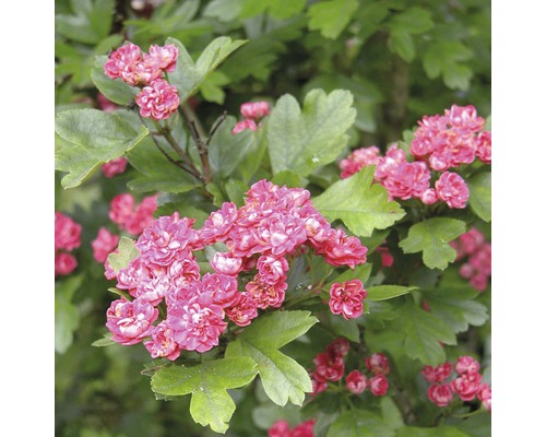 Hloh pravý červený FloraSelf Crataegus laevigata 'Paul's Scarlet' výška 125-150 cm kvetináč 18 l