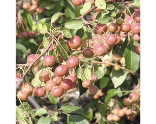 Jabloň okrasná FloraSelf Malus floribunda 'Red Sentinel' výška 125-150 cm kvetináč 18 l