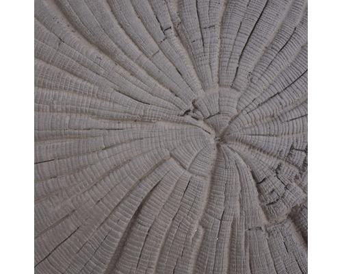 Detailný záber na rez stromu s letokruhmi