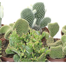 Kaktus Opuncia mix FloraSelf Opuntia 15-20 cm kvetináč Ø 10,5 cm, rôzne druhy-thumb-2