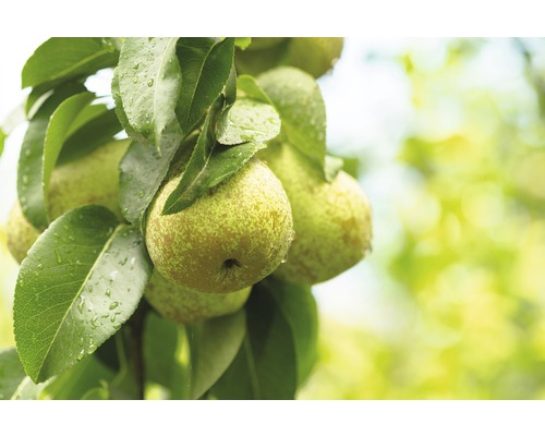 Hruška stĺpovitá BIO FloraSelf bio Pyrus communis 'Condo' 130-150 cm kvetináč 7,5 l Hruška so zrelými hruškami a zelenými listami