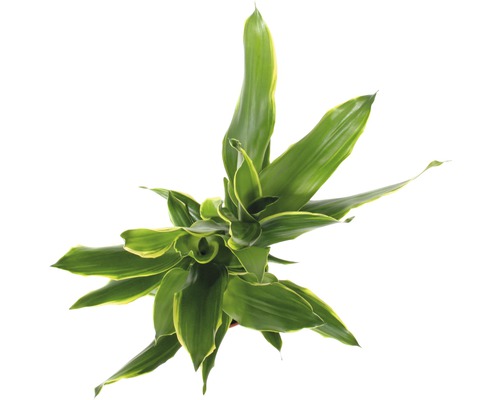 Pohľad zhora na izbovú rastlinu Dracaena so zelenými listami