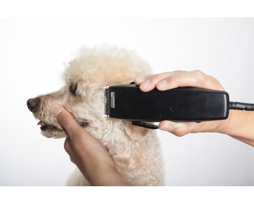 Pudlík je strihaný strojčekom na vlasy