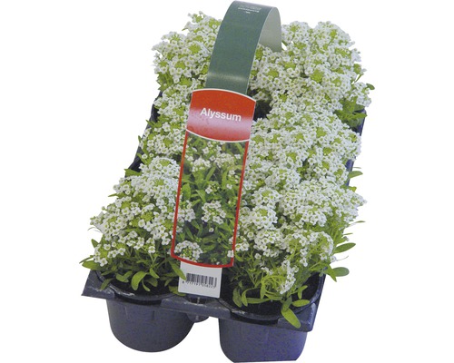Kvety Alyssum v kvetináči