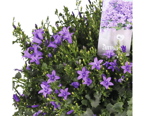 Modrý zvončekový ker v kvetináči