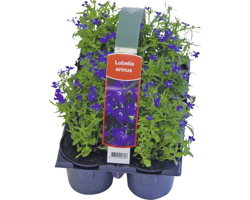 Sadenice Lobelia erinus v plastovom obale