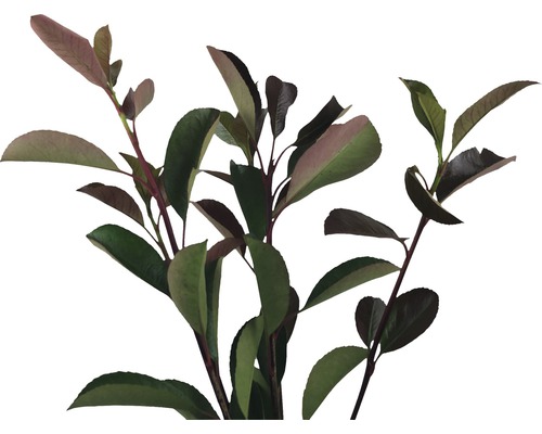 Aronia rastlina s listami