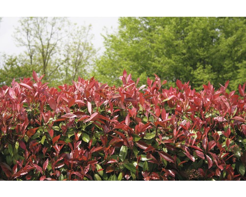Plot z Photinia Fraseri v záhrade
