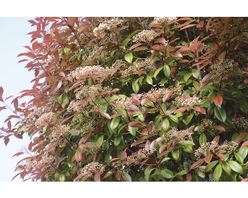 Lesklá Photinia s kvetmi