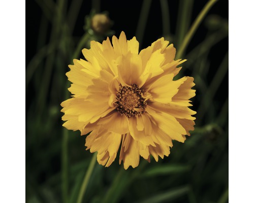 Kvet rastliny Coreopsis