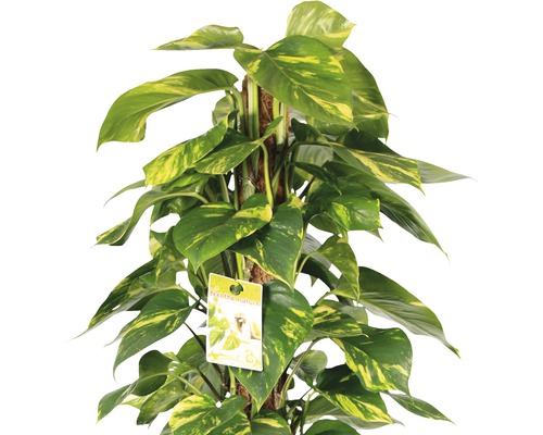 Potosovec zlatý na machovej tyči, izbová rastlina