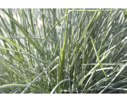 Detail modrej trávy