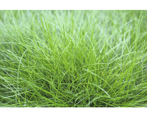 Kostrava metlovitá FloraSelf Festuca gautieri 'AmiGreen' výška 10-25 cm kvetináč 2 l Detailný záber trávnika