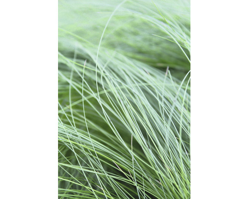 Kavyľ perovitý FloraSelf Stipa tenuifolia 'Ponytails' 5-15 cm kvetináč 0,5 l