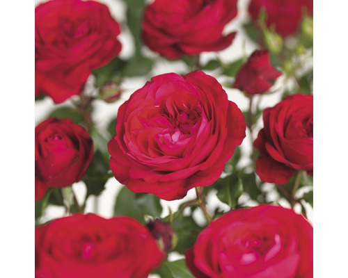 Ruža na kmienku 60 cm Floraself Rosa 'Red Meilove' kvetináč 5 l