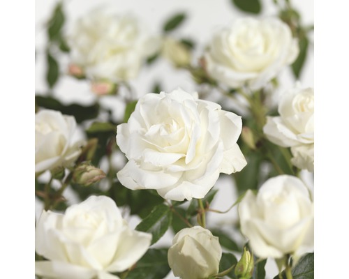 Ruža na kmienku 90 cm FloraSelf Rosa 'Schneewittchen' kvetináč 5 l