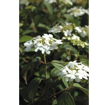 Kvetenstvo rastliny Viburnum tinus