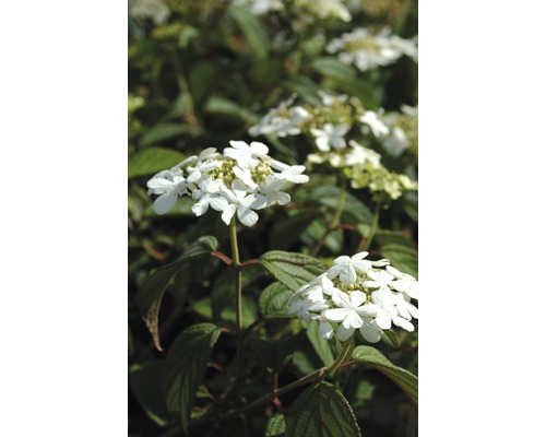 Kvetenstvo rastliny Viburnum tinus