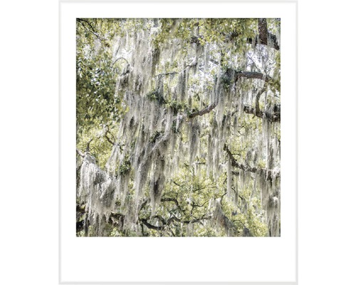 Fotografia stromu so španielskym machom