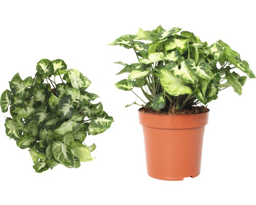 Šípovka v kvetináči, dva pohľady