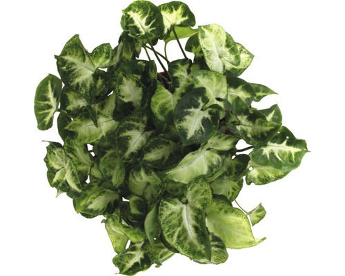 Šípovka izbová rastlina so zelenými a svetlými listami