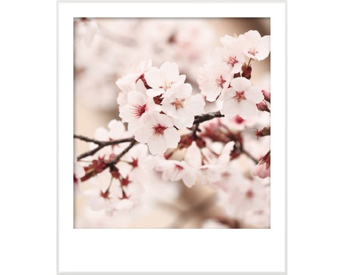 Detailný záber čerešňových kvetov v bielom ráme