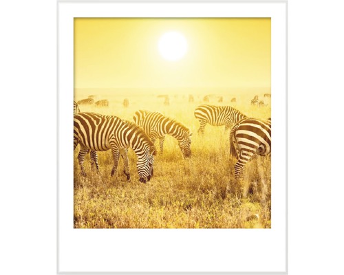 Zarámovaný obraz so zebrami v savane