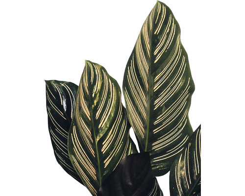 Izbová rastlina Calathea Ornata s pruhovanými listami