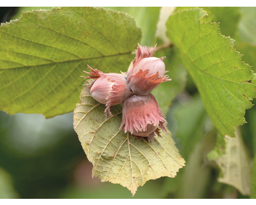 Lieska BIO FloraSelf Bio Corylus fructo maxima 'Wunder von Bollweiler' 80-100 cm kvetináč 5 l