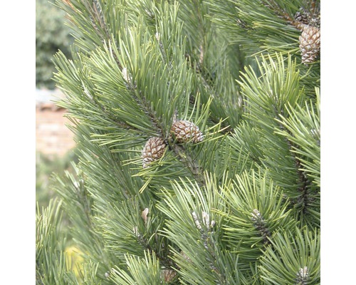 Borovica horská Botanico Pinus mugo 'Gnom' výška 50-60 cm kvetináč 10 l