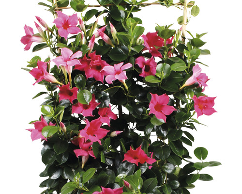 Črepníková rastlina Dipladenia s ružovými kvetmi na popínavej konštrukcii