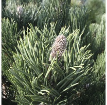 Borovica čierna zakrpatená Botanico Pinus nigra 'Oregon Green' výška 40-60 cm kvetináč 6 l