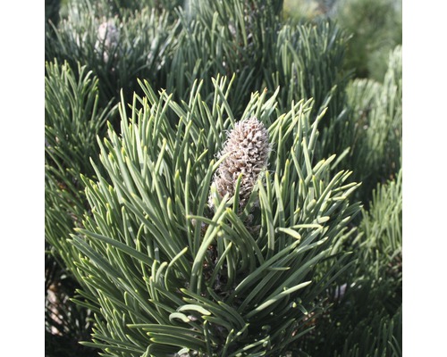 Borovica čierna zakrpatená Botanico Pinus nigra 'Oregon Green' výška 40-60 cm kvetináč 6 l