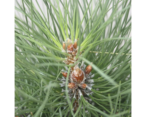 Borovica čierna Botanico Pinus nigra 'Green Tower' výška 50-60 cm kvetináč 6 l Detailný záber borovicového ihličia a pukov.