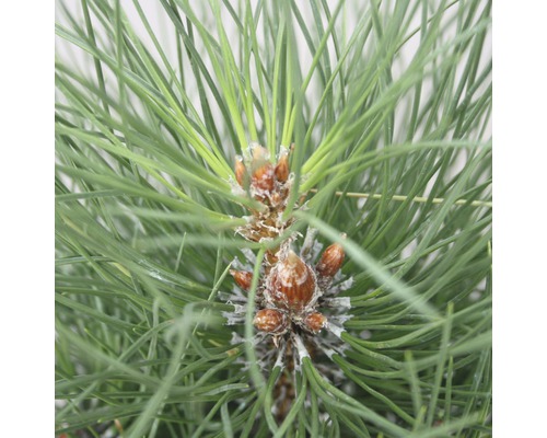 Borovica čierna Botanico Pinus nigra 'Green Tower' výška 50-60 cm kvetináč 6 l