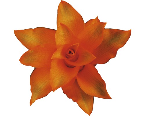 Oranžová tilandsia v detaile