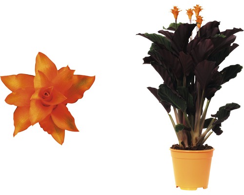 Izbová rastlina Guzmania v kvetináči a detail kvetu