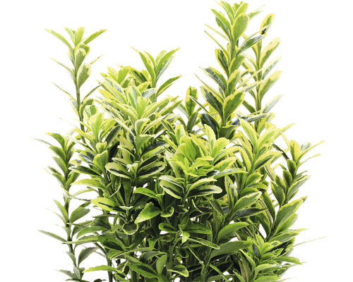 Stálezelený bršlen so zeleno-žltými listami