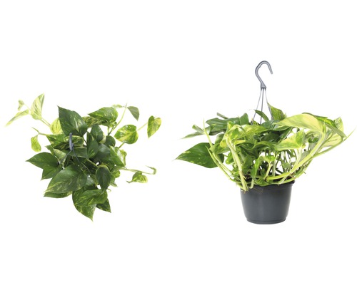 Závesná rastlina so zelenožltými listami v kvetináči