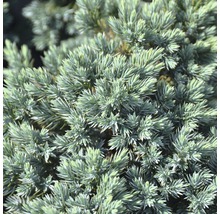 Modrá borievka šupinatá FloraSelf Juniperus squamata 'Blue Star' 25-30 cm kvetináč 3,7 l