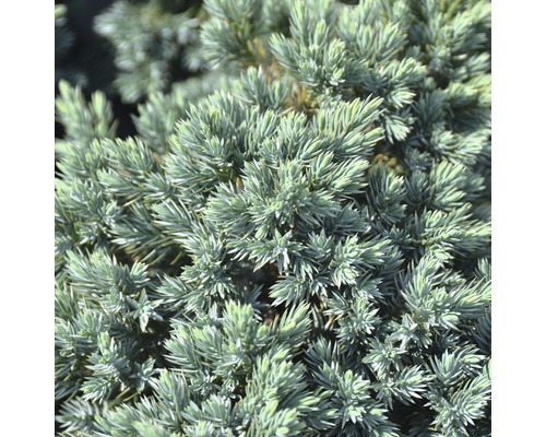 Detailný záber zakrpateného cyprušteka