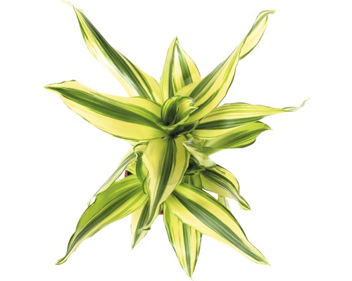 Pohľad zhora na izbovú rastlinu Dracaena fragrans