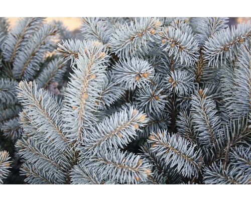 Detail vetiev smreka pichľavého.