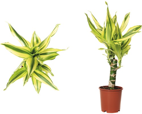 Dva pohľady na rastlinu Dracaena fragrans v kvetináči.
