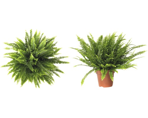 Dva zelené obličkovníky, jeden v kvetináči a jeden z vtáčej perspektívy.